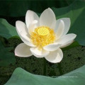 Stamen Nelumbinis or dried flower